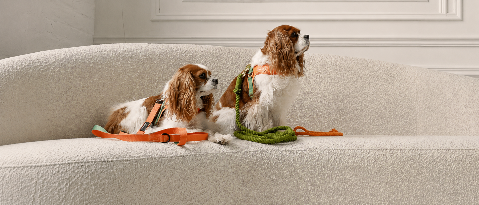 Comfortable everyday moments with pets